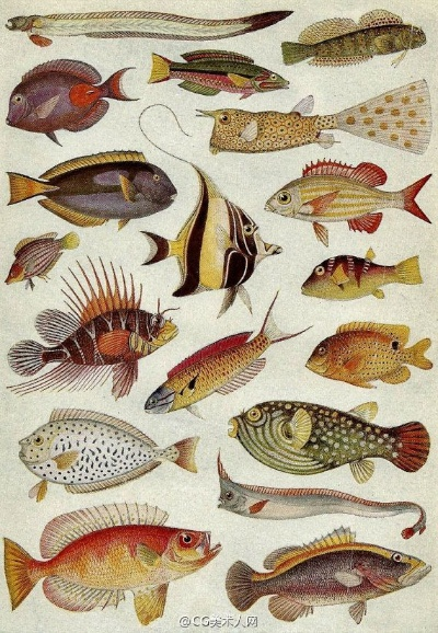 Collector's Cove 传说鱼类图鉴：37种全解锁