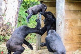 如何在《Adopt Me》中获取银背大猩猩