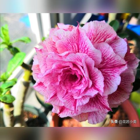 红色沙漠在线峰值25万 开发商股价因评分暴跌