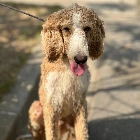 《Adopt Me!》稀有宠物及其获取方法