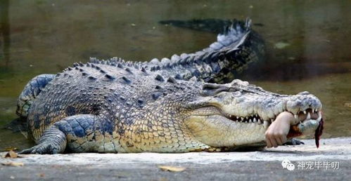 动物园之星买哪种鳄鱼最赚钱？2026年热门鳄鱼品种与饲养深度解析