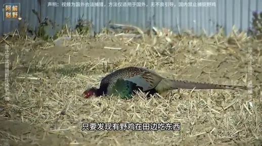 爆笑打野鸡实录，2026年野区整活与反套路全攻略