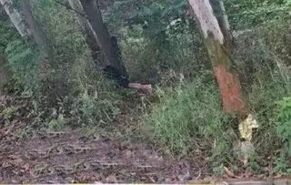 还在被冻死？龙脊雪山忍冬之树升级路线与生存指南