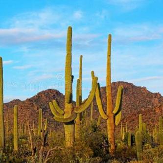 红色沙漠承诺全面审查游戏资产，明确AI使用情况