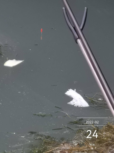 冬季野钓鲫鱼总空军？揭秘深水调漂与红虫饵料实战用法