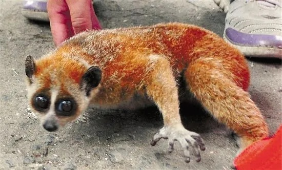 红色沙漠浣熊演示引玩家不适,慎入观看提醒 红色沙漠浣熊演示引玩家不适,慎入观看提醒