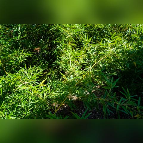 红色沙漠浣熊演示,玩家直呼这能播吗? 红色沙漠浣熊演示,玩家直呼这能播吗?