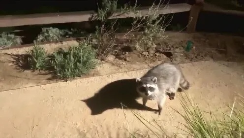 红色沙漠玩家展示浣熊技巧,这操作有点不忍直视 红色沙漠玩家展示浣熊技巧,这操作有点不忍直视