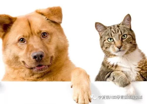 五花宠物网深度，五花宠物合成公式与变异概率实战分析