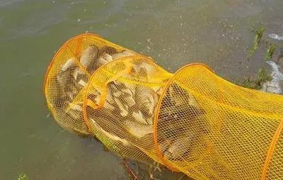 别再盲目打窝了！深扒野钓爆护的核心逻辑与线组搭配