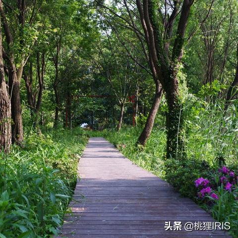 天堂2激活码避坑指南，新手卡与CD Key的正确领取姿势