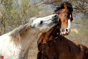 布里安托马匹获取指南，Crimson Desert必备攻略