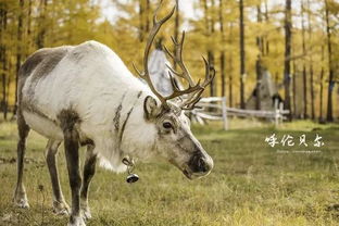 如何获得Elantrima马匹，Crimson Desert攻略