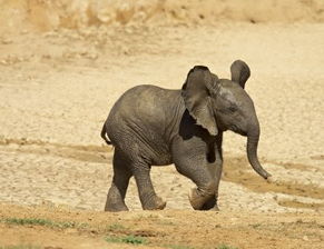 Dangerous Animals,流媒体上线,重塑鲨鱼恐怖新经典 Dangerous Animals,流媒体上线,重塑鲨鱼恐怖新经典