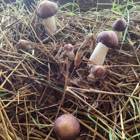 红色沙漠神秘松茸采集全攻略 红色沙漠神秘松茸采集全攻略