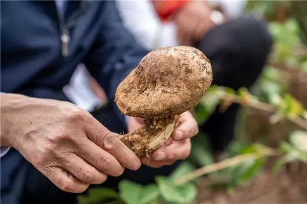 神秘松茸寻获指南,红色沙漠高效采集攻略 神秘松茸寻获指南,红色沙漠高效采集攻略