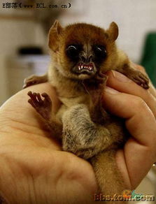 灵长类上线派拉蒙+,B级黑猩猩惊悚片,制作精良引爆肾上腺 灵长类上线派拉蒙+,B级黑猩猩惊悚片,制作精良引爆肾上腺