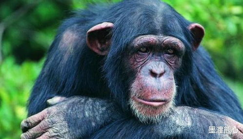 灵长类上线派拉蒙+，B级黑猩猩杀手电影，制作精良