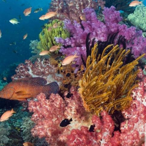 美人鱼珍珠指环全解析,哪种类型最强? 美人鱼珍珠指环全解析,哪种类型最强?