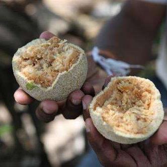 大学结满水果随便吃？揭秘高自由度模拟经营隐藏彩蛋