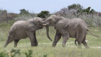 如何在《红色沙漠》中获得岩牙疣猪坐骑