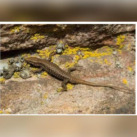 五毒教输出天花板?这份实战避坑指南让你少走弯路 五毒教输出天花板?这份实战避坑指南让你少走弯路