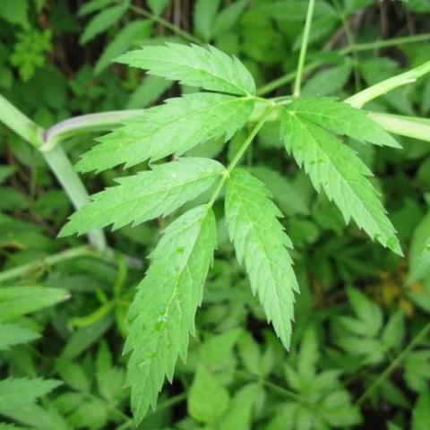 元气骑士夺命萝卜腿怎么破？曼陀罗BOSS无伤通关攻略