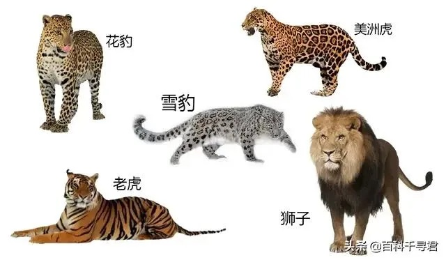 动物传奇致命60类型怎么选？实战数据告诉你答案