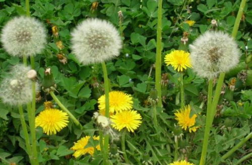 药材种子哪种回本最快？2026年大掌柜高收益种植全攻略