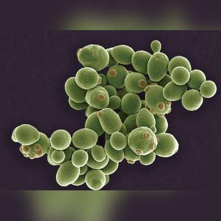 真菌世界秘籍,如何利用基因突变获取无限资源? 真菌世界秘籍,如何利用基因突变获取无限资源?