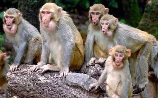 手机掉落猴山被猴子捡走怎么办？2026最新救援实战指南