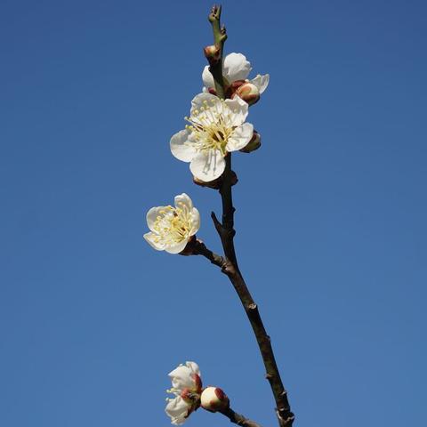 一梦江湖绕梅间怎么获得?2026绝版梅花背饰搭配与行情揭秘 一梦江湖绕梅间怎么获得?2026绝版梅花背饰搭配与行情揭秘