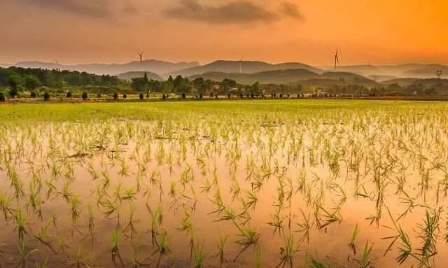 梦回稻香新手如何快速致富？独家种田变现指南