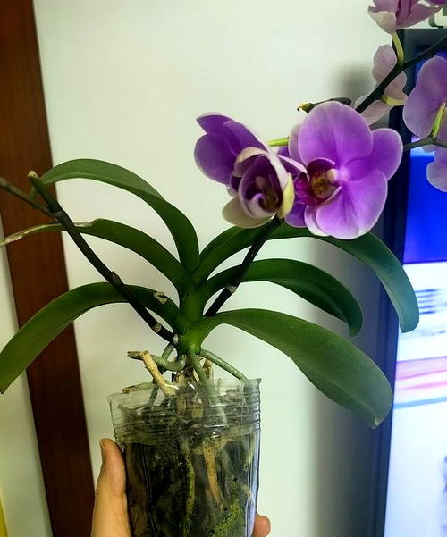 蝴蝶兰养完就扔？揭秘复花秘籍，让老桩年年爆盆