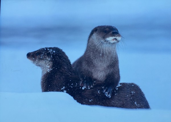 大水獭类型深度剖析，从机制到实战，教你打造T0级奶妈
