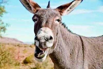 波兰蠢驴为何能逆风翻盘？揭秘CDPR的自杀式商业底层逻辑